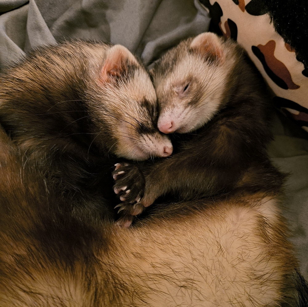 Meet your Posher, Egypt